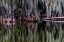 Picture of CYPRESS TREES REFLECT AT LAKE MARTIN NEAR LAFAYETTE-LOUISIANA-USA