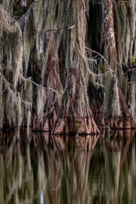 Picture of CYPRESS TREES REFLECT AT LAKE MARTIN NEAR LAFAYETTE-LOUISIANA-USA