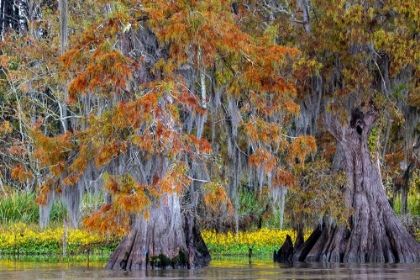 Picture of CYPRESS TREES IN AUTUMN AT LAKE DAUTERIVE NEAR LOREAUVILLE-LOUISIANA-USA