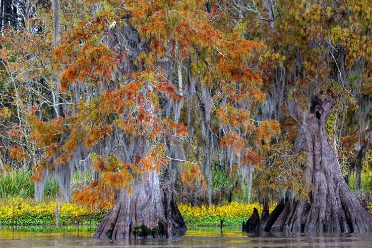 Picture of CYPRESS TREES IN AUTUMN AT LAKE DAUTERIVE NEAR LOREAUVILLE-LOUISIANA-USA