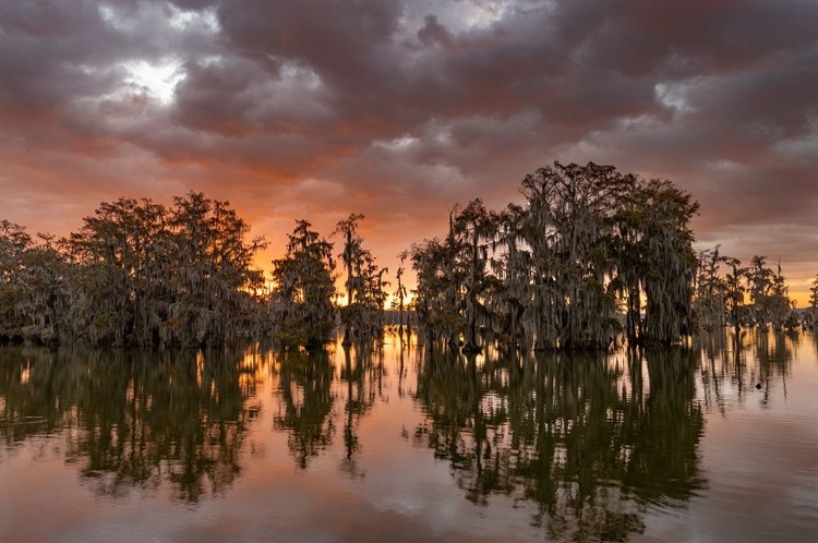 Picture of SUNRISE CLOUDS OVER CYPRESS TREES AT LAKE MARTIN NEAR LAFAYETTE-LOUISIANA-USA