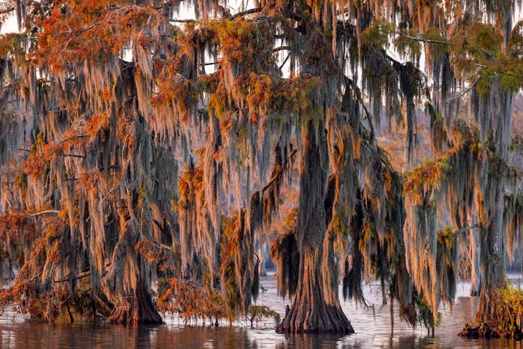Picture of CYPRESS TREES IN AUTUMN AT LAKE MARTIN NEAR LAFAYETTE-LOUISIANA-USA