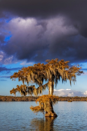 Picture of CYPRESS TREES IN AUTUMN AT LAKE MARTIN NEAR LAFAYETTE-LOUISIANA-USA