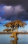 Picture of CYPRESS TREES IN AUTUMN AT LAKE MARTIN NEAR LAFAYETTE-LOUISIANA-USA