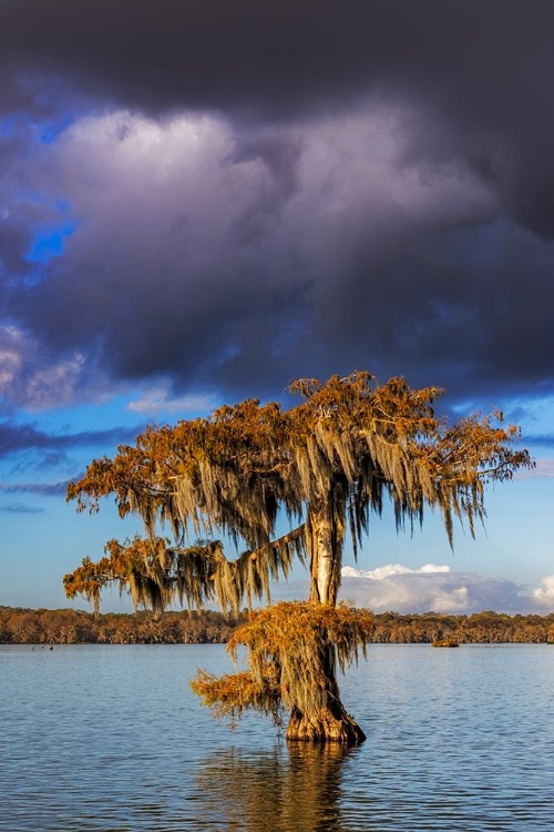 Picture of CYPRESS TREES IN AUTUMN AT LAKE MARTIN NEAR LAFAYETTE-LOUISIANA-USA