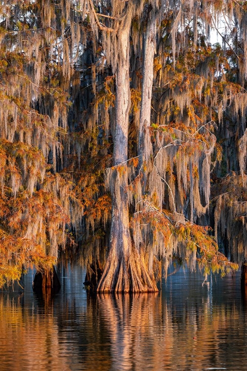 Picture of CYPRESS TREES IN AUTUMN AT LAKE MARTIN NEAR LAFAYETTE-LOUISIANA-USA