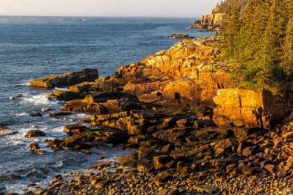 Picture of OTTER CLIFFS AT SUNRISE IN ACADIA NATIONAL PARK-MAINE-USA