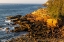 Picture of OTTER CLIFFS AT SUNRISE IN ACADIA NATIONAL PARK-MAINE-USA