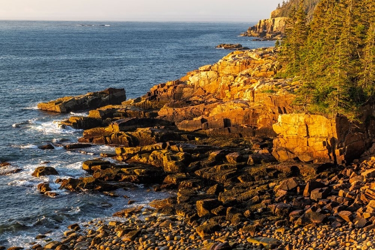 Picture of OTTER CLIFFS AT SUNRISE IN ACADIA NATIONAL PARK-MAINE-USA