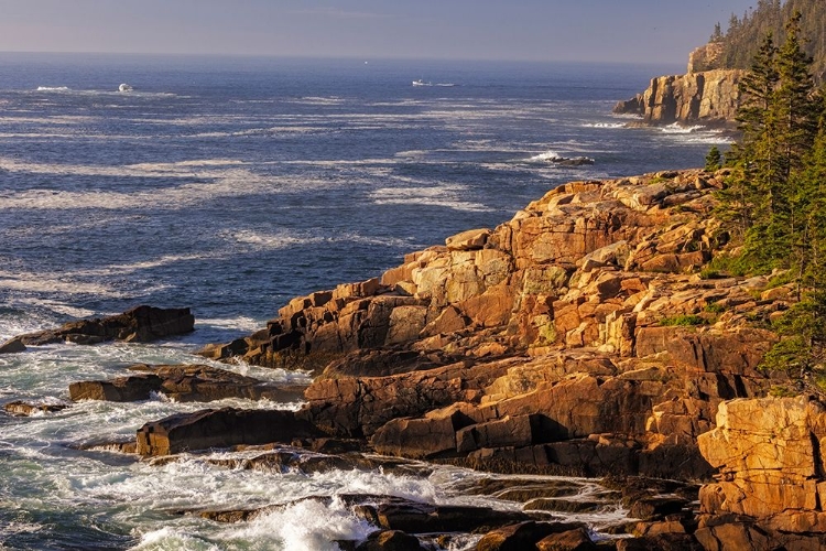 Picture of OTTER CLIFFS AT SUNRISE IN ACADIA NATIONAL PARK-MAINE-USA