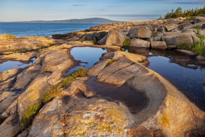 Picture of PUDDLES REFLECT IN THE PINK GRANITE AT SCHOODIC POINT IN ACADIA NATIONAL PARK-MAINE-USA