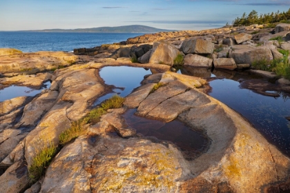 Picture of PUDDLES REFLECT IN THE PINK GRANITE AT SCHOODIC POINT IN ACADIA NATIONAL PARK-MAINE-USA