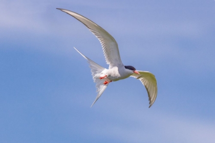 Picture of ARCTIC TERN IN FLIGHT AT MACHIAS SEAL ISLAND-MAINE-USA