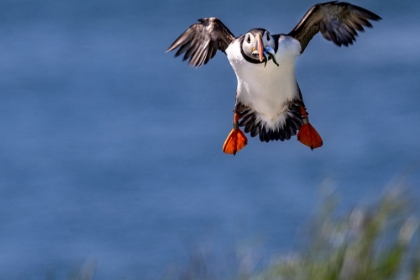 Picture of ATLANTIC PUFFINS IN FLIGHT ON MACHIAS SEAL ISLAND-MAINE-USA