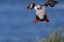 Picture of ATLANTIC PUFFINS IN FLIGHT ON MACHIAS SEAL ISLAND-MAINE-USA