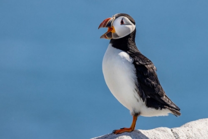 Picture of ATLANTIC PUFFINS ON MACHIAS SEAL ISLAND-MAINE-USA