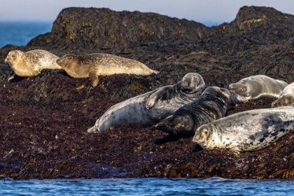 Picture of GRAY SEALS ON GULL ISLAND OFF THE COAST OF MAINE-USA