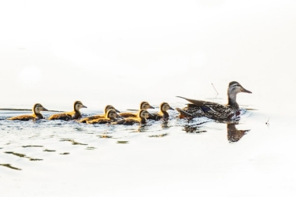 Picture of MALLARD HEN WITH DUCKLINGS IN ACADIA NATIONAL PARK-MAINE-USA