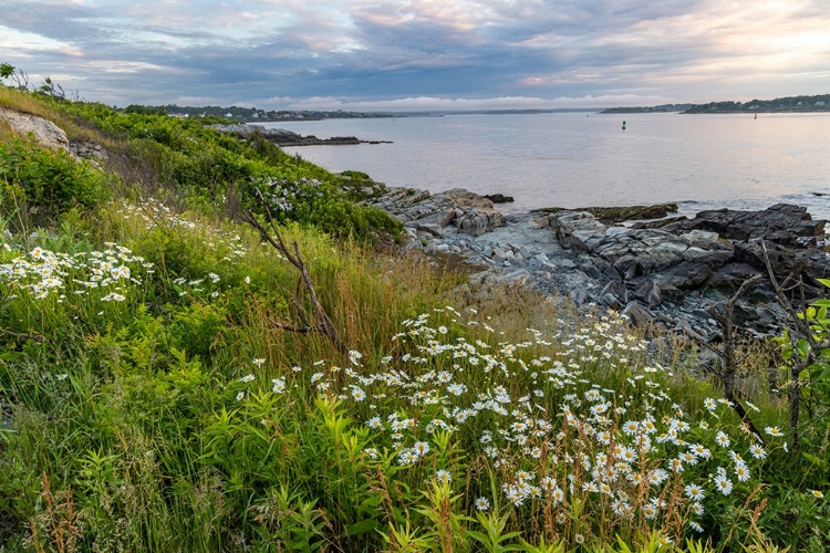 Picture of DAISIES AT WILLIAMS PARK IN PORTLAND-MAINE-USA