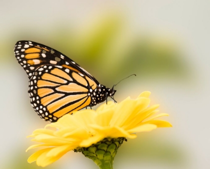 Picture of MONARCH BUTTERFLY ON FLOWER