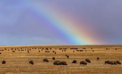 Picture of RAINBOW OVER THE BLACKFEET NATION BISON HERD NEAR BROWNING-MONTANA-USA