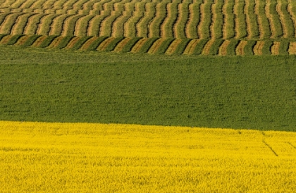 Picture of CANOLA AND ROWS OF HAY IN THE FLATHEAD VALLEY-MONTANA-USA