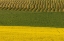 Picture of CANOLA AND ROWS OF HAY IN THE FLATHEAD VALLEY-MONTANA-USA