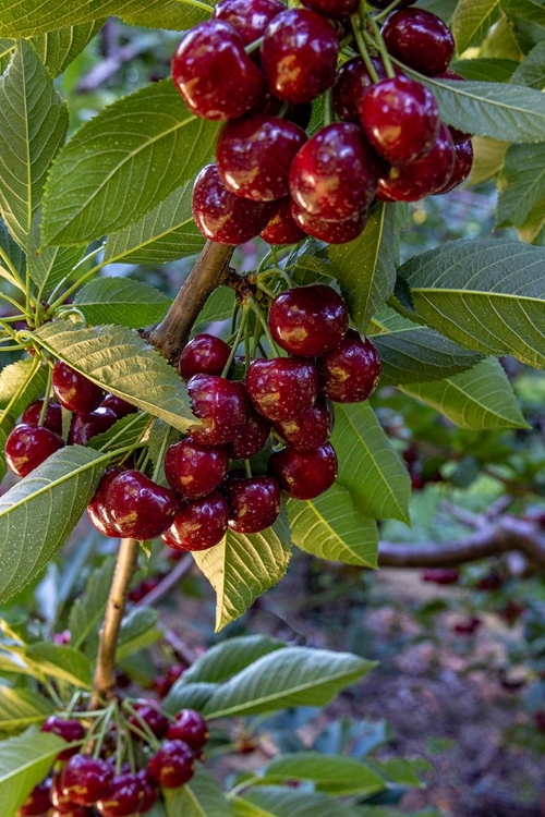 Picture of RIPE FLATHEAD CHERRIES ALONG FLATHEAD LAKE NEAR WOODS BAY-MONTANA-USA