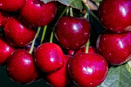 Picture of RIPE FLATHEAD CHERRIES ALONG FLATHEAD LAKE NEAR WOODS BAY-MONTANA-USA