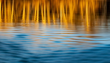 Picture of LAST LIGHT OF THE DAY ON THE BANKS OF THE FLATHEAD RIVER IN KALISPELL-MONTANA-USA