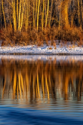 Picture of LAST LIGHT OF THE DAY ON THE BANKS OF THE FLATHEAD RIVER IN KALISPELL-MONTANA-USA