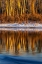 Picture of LAST LIGHT OF THE DAY ON THE BANKS OF THE FLATHEAD RIVER IN KALISPELL-MONTANA-USA