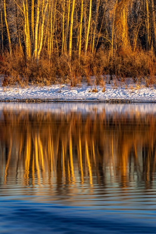 Picture of LAST LIGHT OF THE DAY ON THE BANKS OF THE FLATHEAD RIVER IN KALISPELL-MONTANA-USA