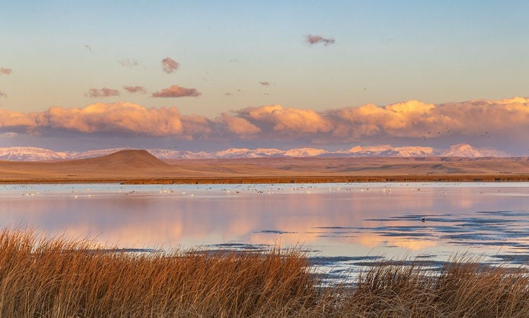 Picture of WETLANDS POND AT SUNRISE AT FREEZEOUT LAKE WILDLIFE MANAGEMENT AREA NEAR CHOTEAU-MONTANA-USA