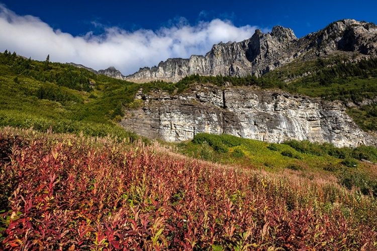 Picture of FIREWEED IN AUTUMN COLOR BELOW THE GARDEN WALL IN GLACIER NATIONAL PARK-MONTANA-USA