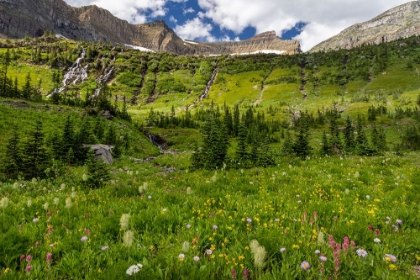 Picture of ALPINE WILDFLOWERS IN HOLE IN THE WALL BASIN IN GLACIER NATIONAL PARK-MONTANA-USA