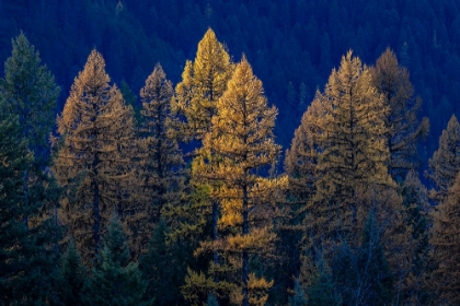 Picture of BACKLIT AUTUMN LARCH TREES IN THE KOOTENAI NATIONAL FOREST-MONTANA-USA