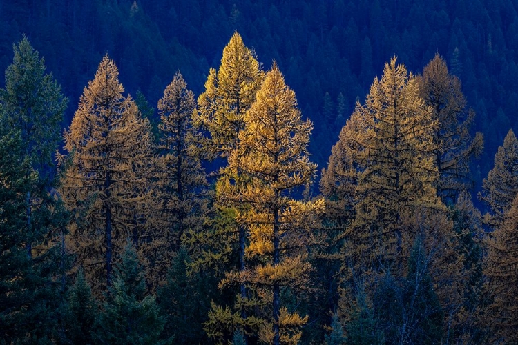 Picture of BACKLIT AUTUMN LARCH TREES IN THE KOOTENAI NATIONAL FOREST-MONTANA-USA