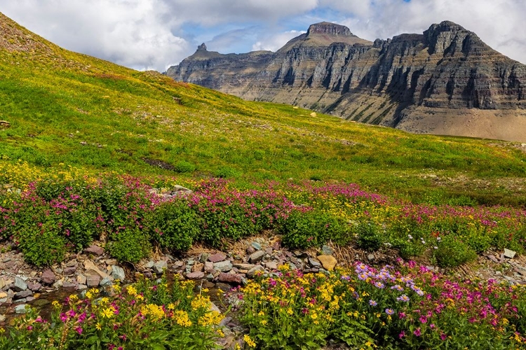 Picture of ALPINE MEADOWS FULL OF WILDFLOWERS AT LOGAN PASS IN GLACIER NATIONAL PARK-MONTANA-USA