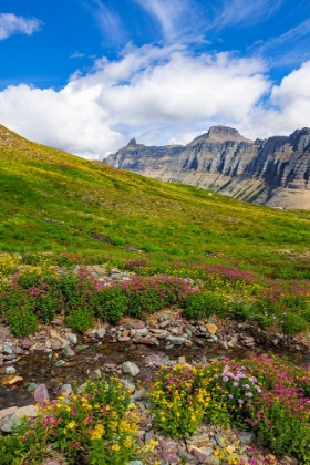 Picture of ALPINE MEADOWS FULL OF WILDFLOWERS AT LOGAN PASS IN GLACIER NATIONAL PARK-MONTANA-USA