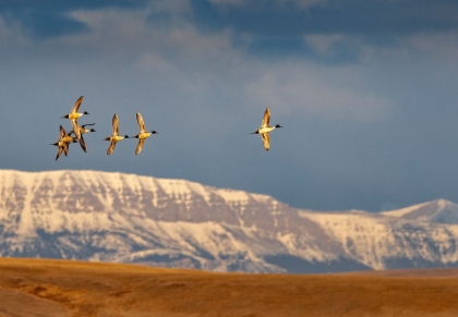 Picture of NORTHERN PINTAIL DUCKS IN COURTSHIP FLIGHT AT FREEZEOUT LAKE NEAR CHOTEAU-MONTANA-USA