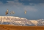 Picture of NORTHERN PINTAIL DUCKS IN COURTSHIP FLIGHT AT FREEZEOUT LAKE NEAR CHOTEAU-MONTANA-USA