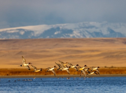 Picture of NORTHERN PINTAIL DUCKS IN COURTSHIP FLIGHT AT FREEZEOUT LAKE NEAR CHOTEAU-MONTANA-USA