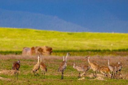 Picture of SANDHILL CRANES IN THE FLATHEAD VALLEY-MONTANA-USA
