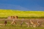 Picture of SANDHILL CRANES IN THE FLATHEAD VALLEY-MONTANA-USA