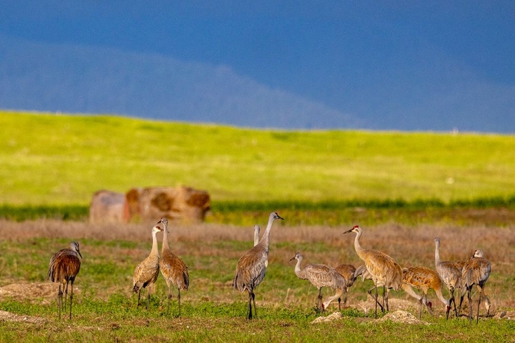 Picture of SANDHILL CRANES IN THE FLATHEAD VALLEY-MONTANA-USA