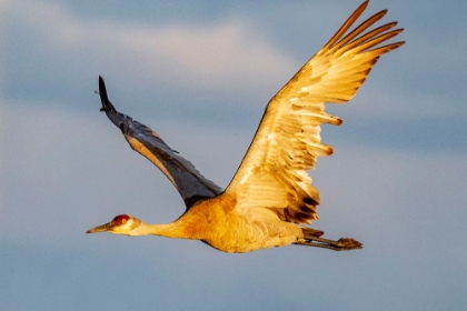 Picture of SANDHILL CRANE IN FLIGHT IN THE FLATHEAD VALLEY-MONTANA-USA