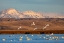 Picture of TUNDRA SWANS AT FREEZEOUT LAKE WILDLIFE MANAGEMENT AREA NEAR CHOTEAU-MONTANA-USA