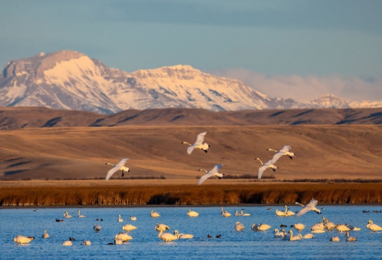 Picture of TUNDRA SWANS AT FREEZEOUT LAKE WILDLIFE MANAGEMENT AREA NEAR CHOTEAU-MONTANA-USA