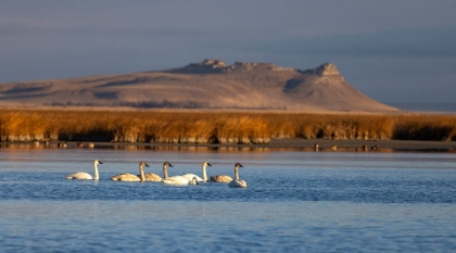 Picture of TUNDRA SWANS AT FREEZEOUT LAKE WILDLIFE MANAGEMENT AREA NEAR CHOTEAU-MONTANA-USA